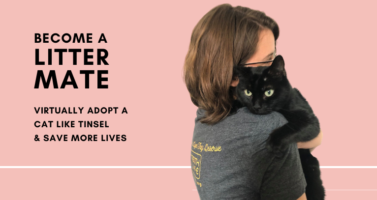 Maine Coon Rescue Adoption Everything You Need to Know
